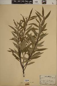 Salix sericea image