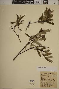 Salix sericea image