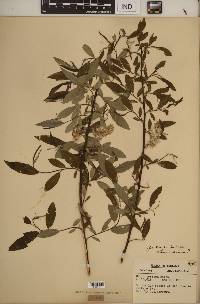 Salix sericea image