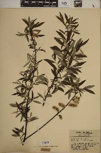 Salix sericea image