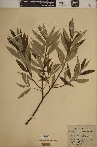 Salix sericea image