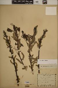 Salix sericea image