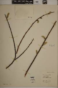 Salix sericea image