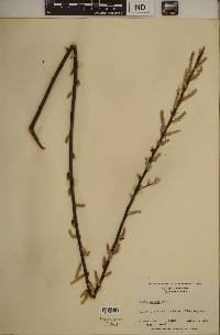 Salix sericea image