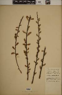 Salix sericea image