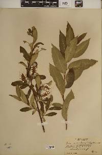 Salix serissima image