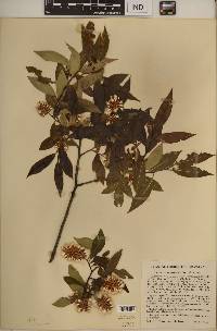 Salix serissima image