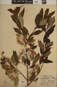 Salix serissima image