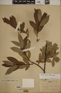 Salix serissima image