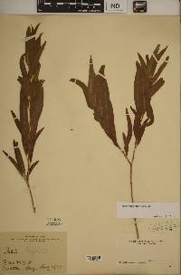 Salix × wrightii image