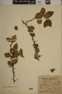 Xylosma venosa image