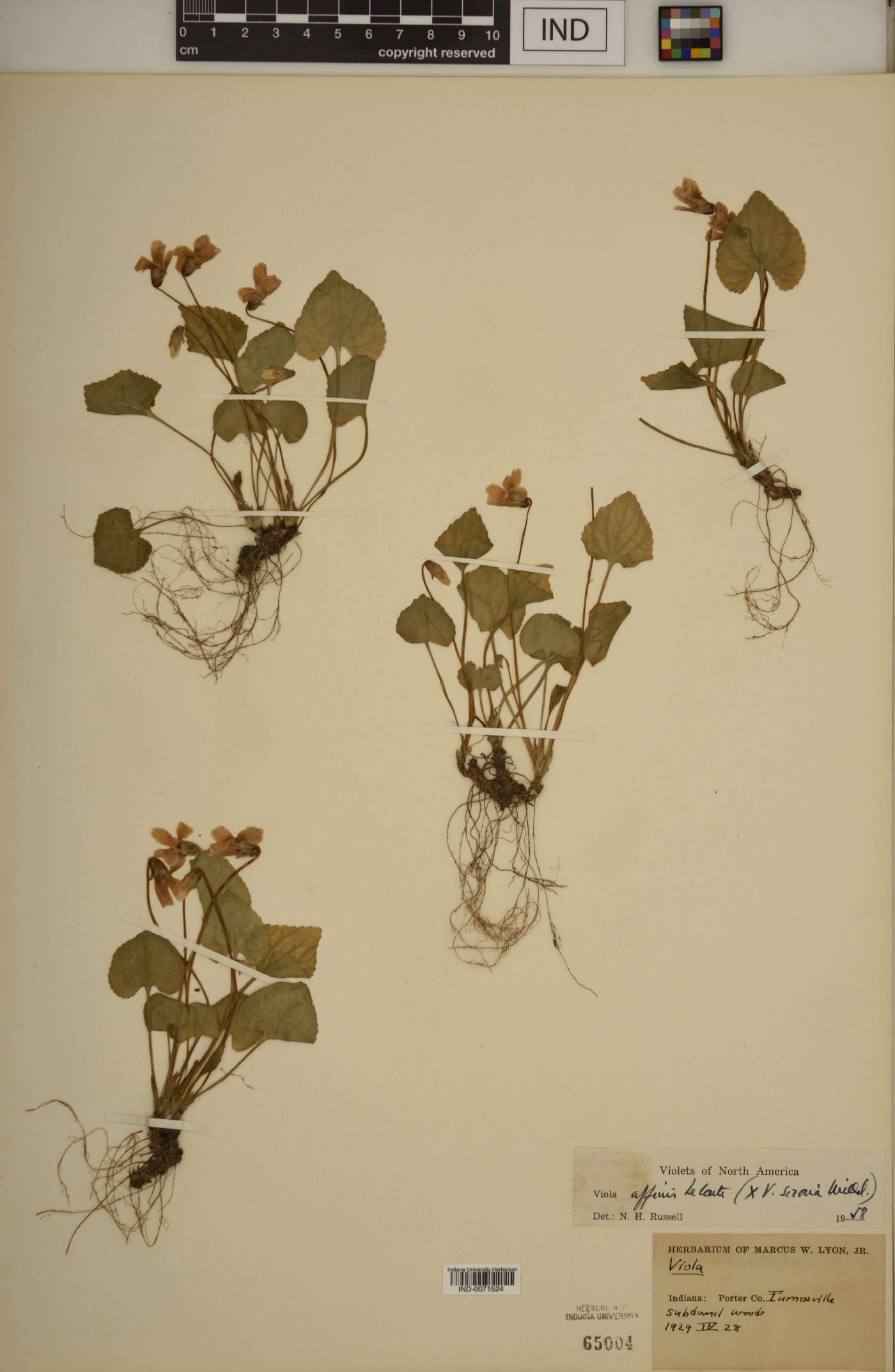 Viola × filicetorum image