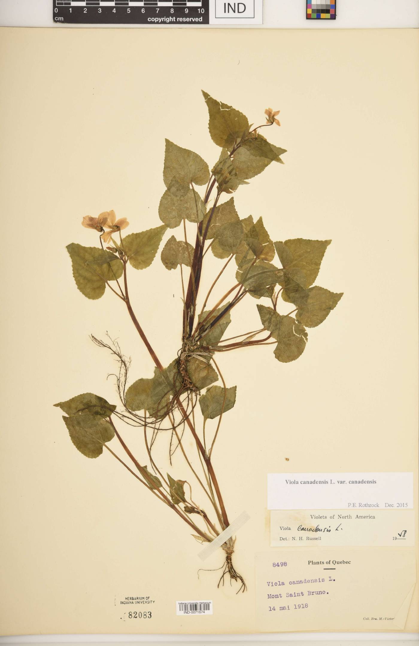 Viola canadensis var. canadensis image