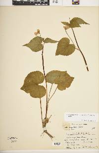 Viola canadensis var. rugulosa image