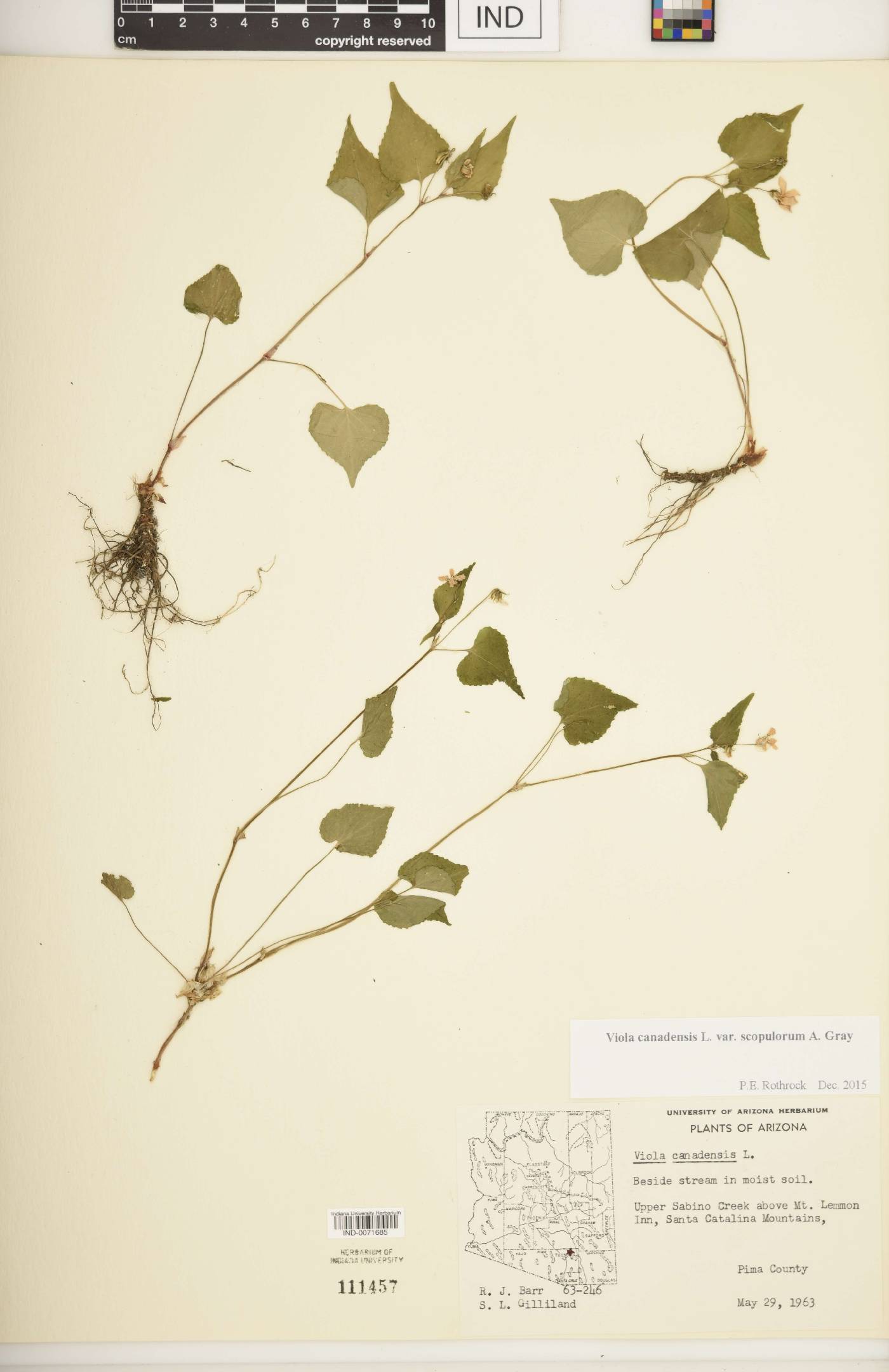 Viola canadensis var. scopulorum image
