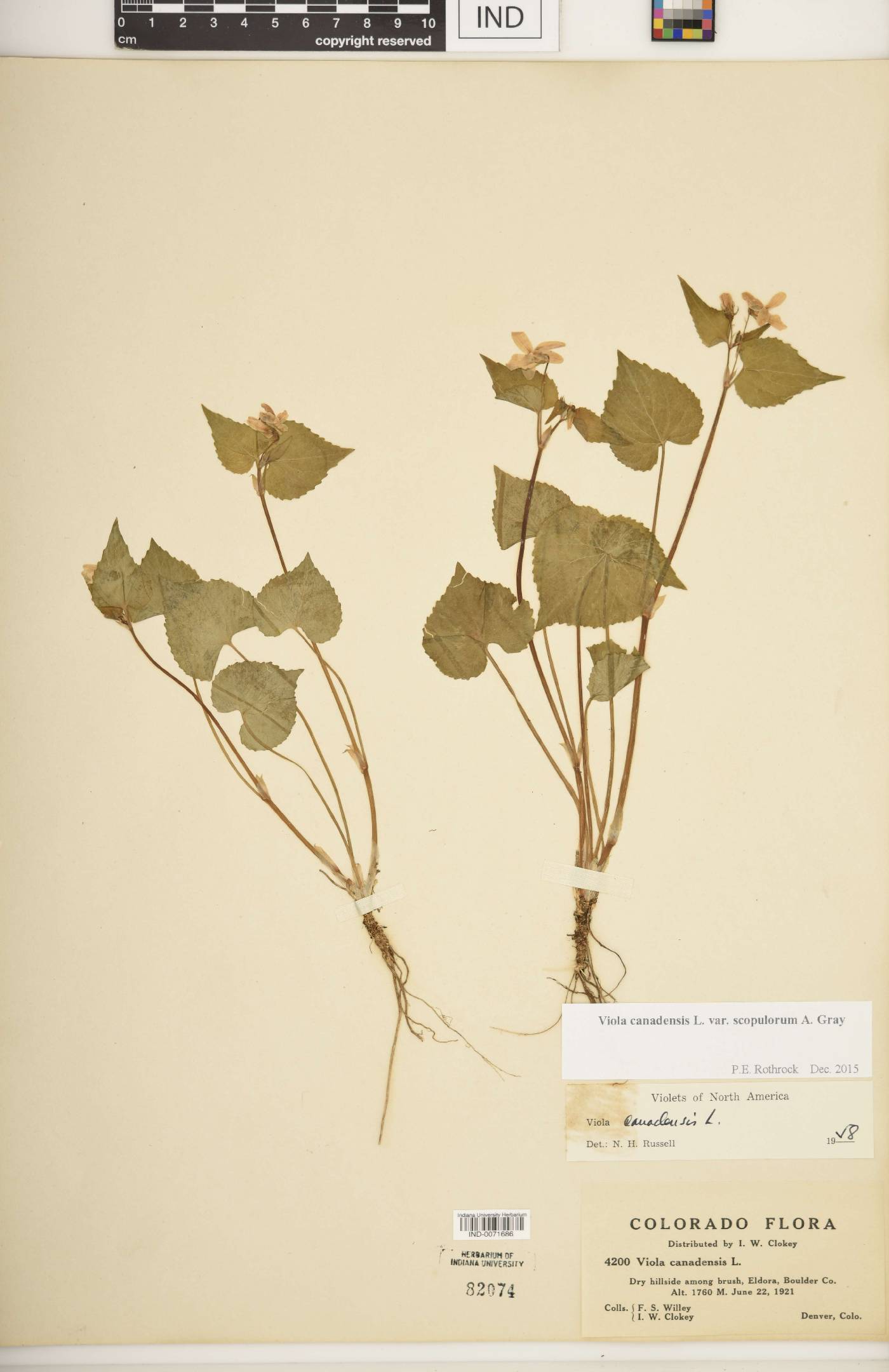 Viola canadensis var. scopulorum image