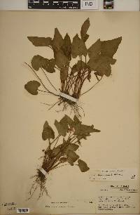 Viola missouriensis image