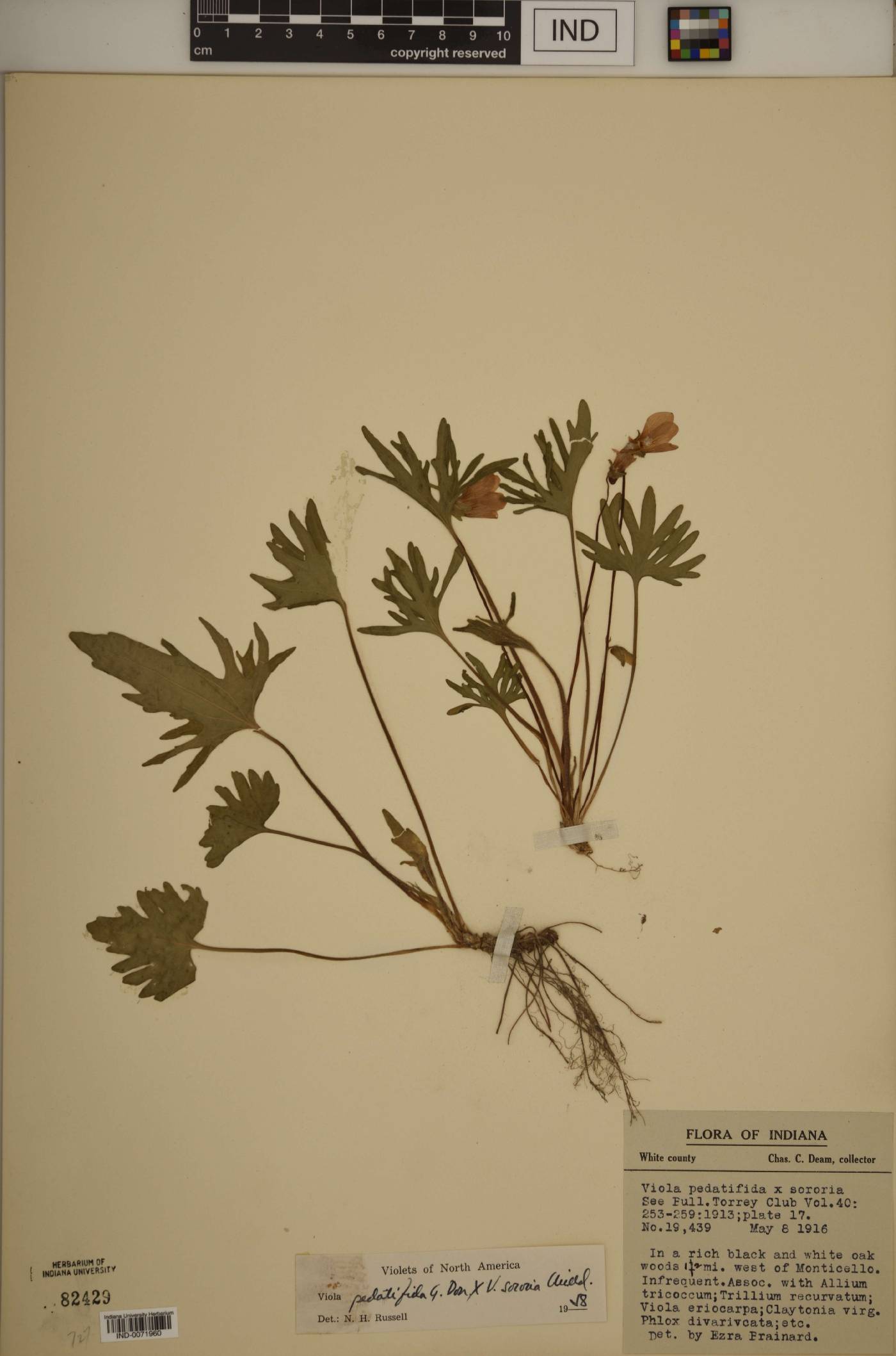 Viola × bernardii image