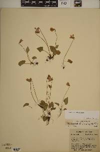 Viola × porteriana image