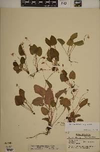 Viola primulifolia var. primulifolia image