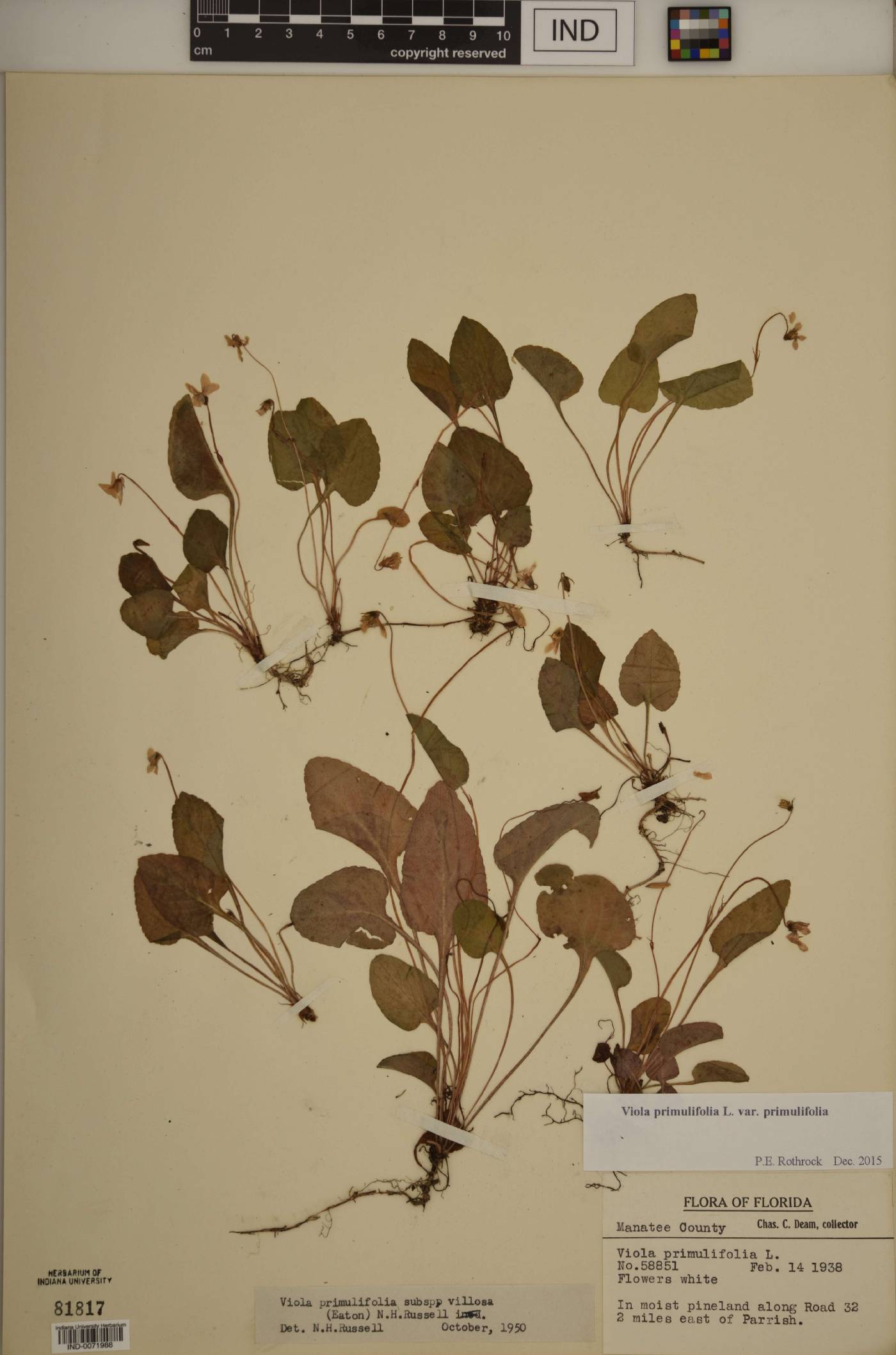 Viola primulifolia var. primulifolia image