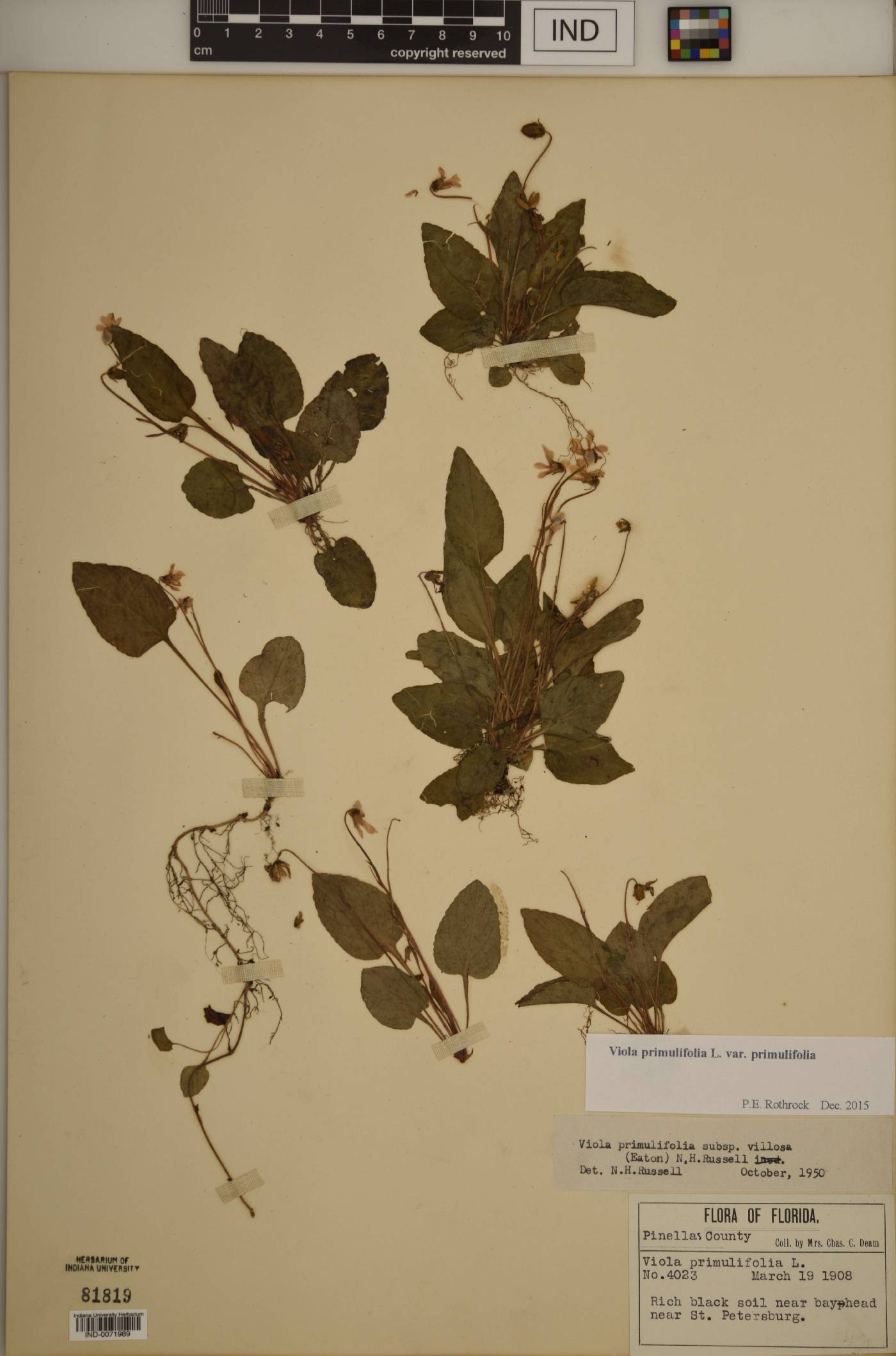 Viola primulifolia var. primulifolia image