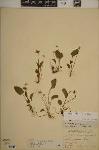 Viola primulifolia var. primulifolia image