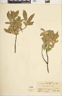 Salix boothii image