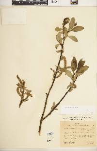 Salix monticola image