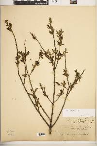 Salix pedicellaris image