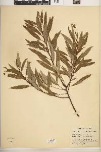 Salix petiolaris image