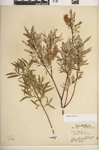 Salix petiolaris image