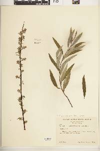 Salix petiolaris image