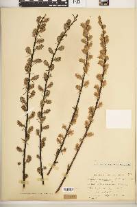 Salix petiolaris image