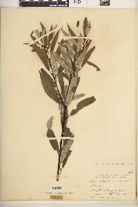 Salix petiolaris image