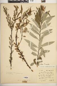 Salix petiolaris image