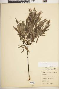 Salix petiolaris image