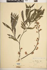 Salix petiolaris image