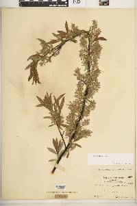 Salix petiolaris image