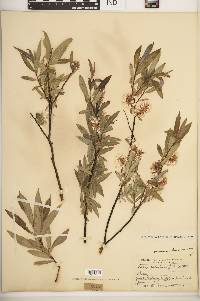 Salix petiolaris image