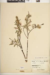 Salix petiolaris image