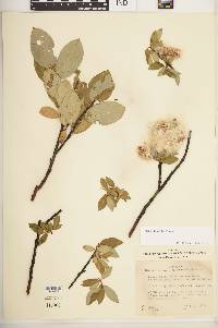 Salix planifolia image