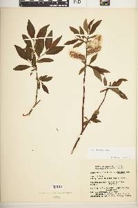 Salix planifolia image