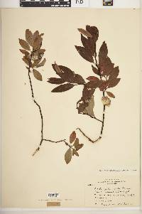 Salix planifolia image