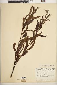 Salix planifolia image