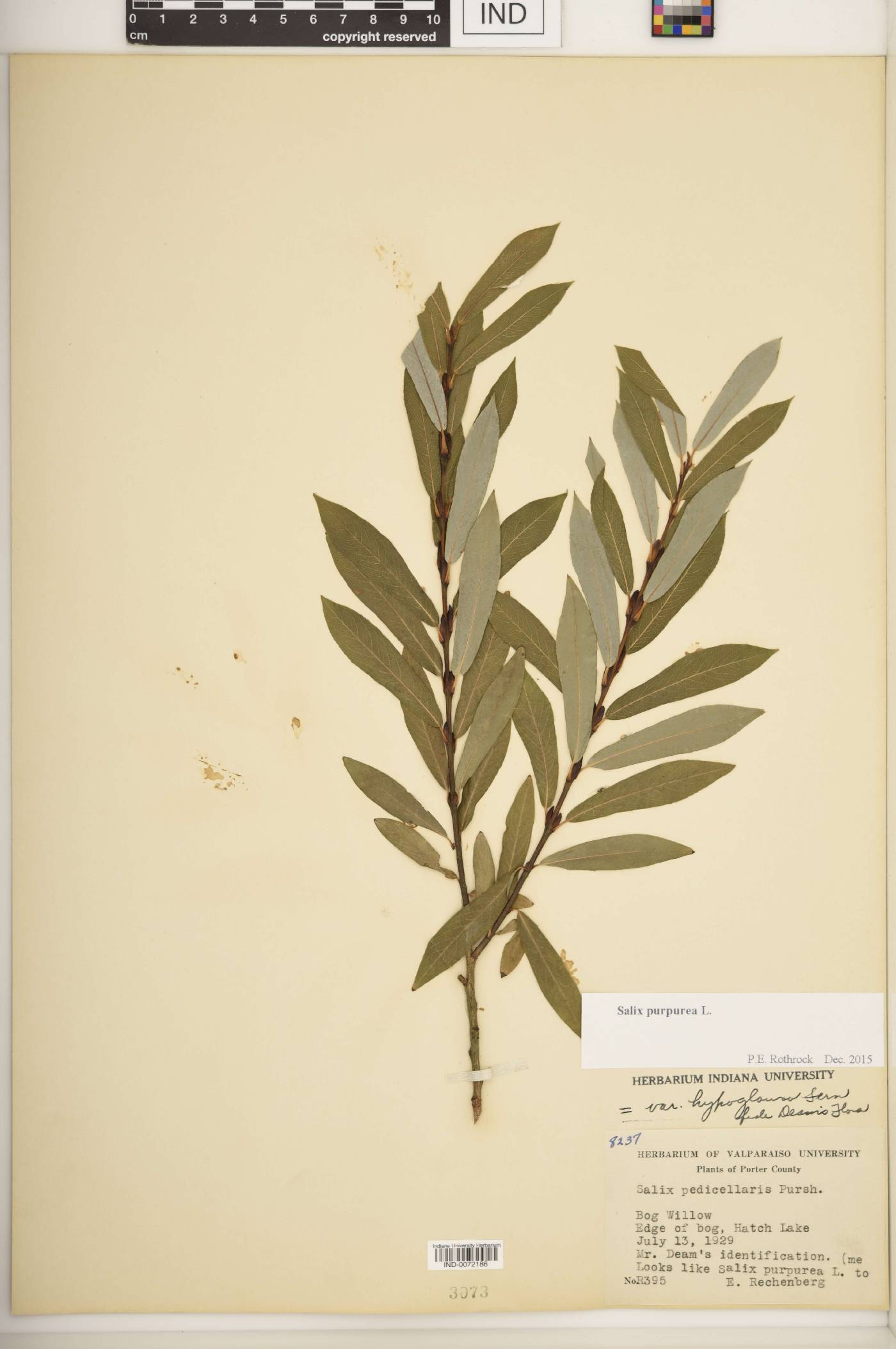 Salix purpurea image