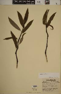 Salix sericea image