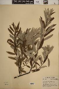 Salix sericea image