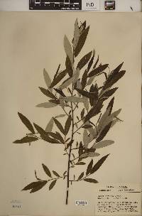 Salix sericea image