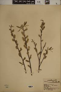 Salix sericea image